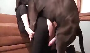 Foda amadora com danada mascarada no motel - sexo de cachorro,sexo foda animal